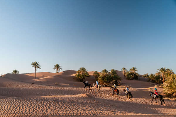 Chevaux dans les dunes au Maroc
