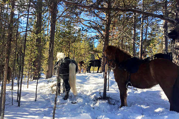 A cheval dans les forêts de Norvège l'hiver