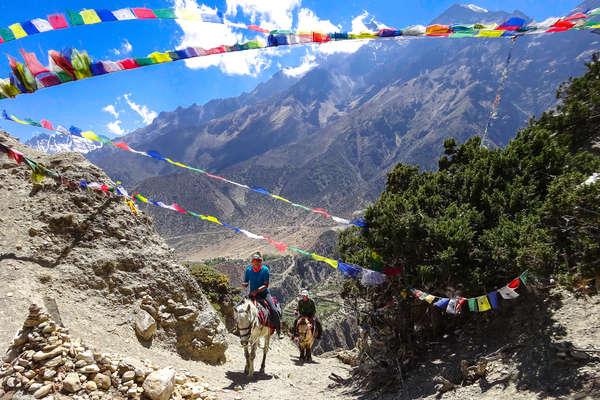 Chevaux dans les montagnes du Mustang