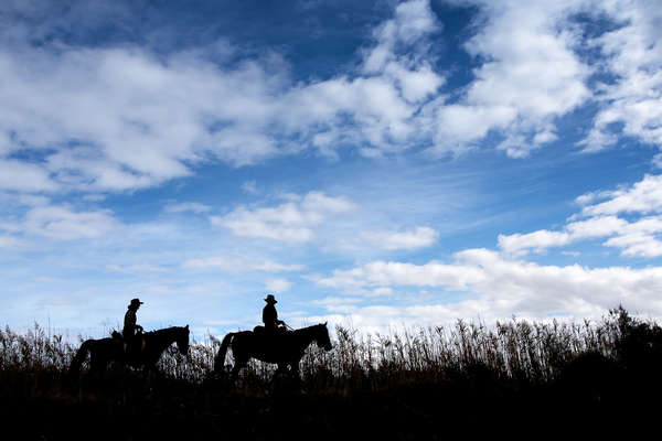 Chevaux dans les Winnelands