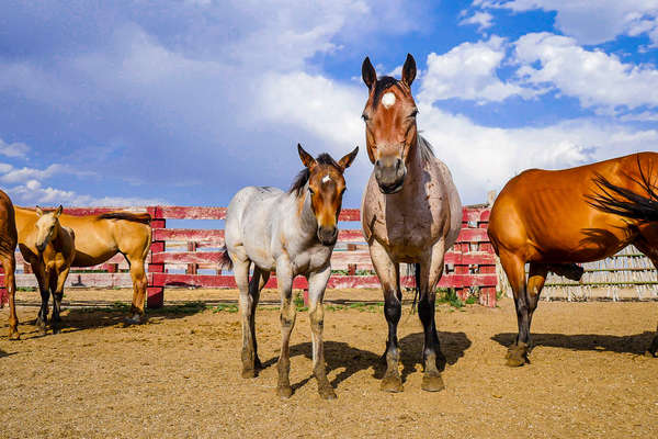 Chevaux dans un ranch du Colorado