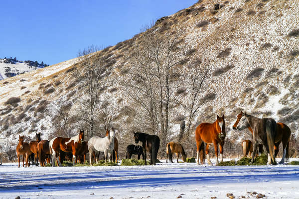 Chevaux dans un ranch du Montana