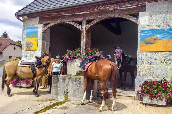 Chevaux dans un village en Champagne