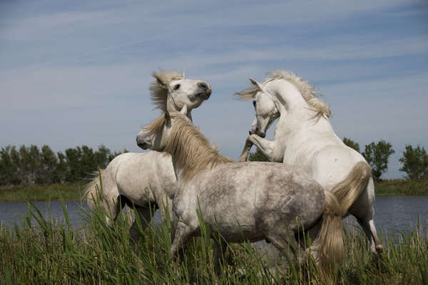 Camargue et Chevaux