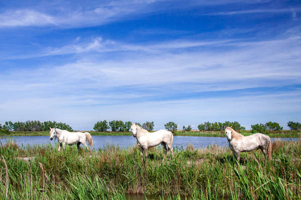 Chevaux de Camargue