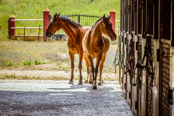 Chevaux de la Finca espagnole