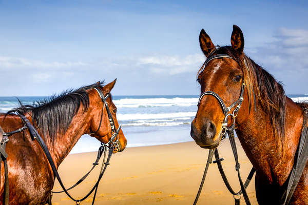 Chevaux de la Wild Coast