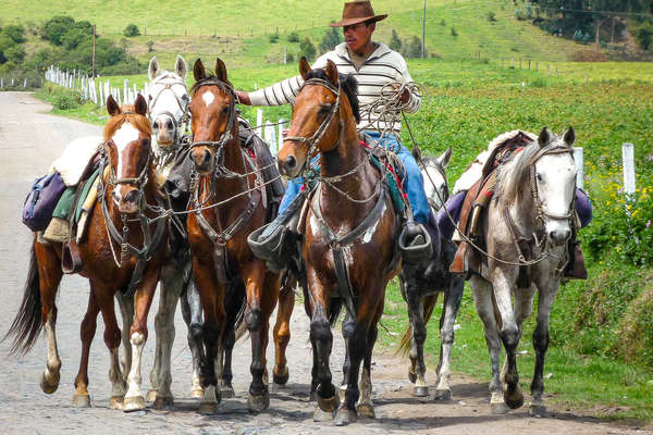 Chevaux de randonnée en Équateur