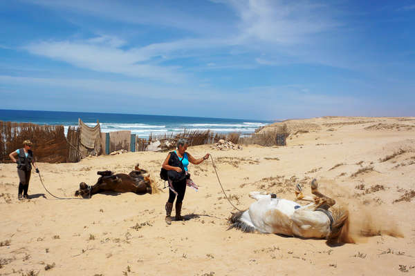 Chevaux du Maroc