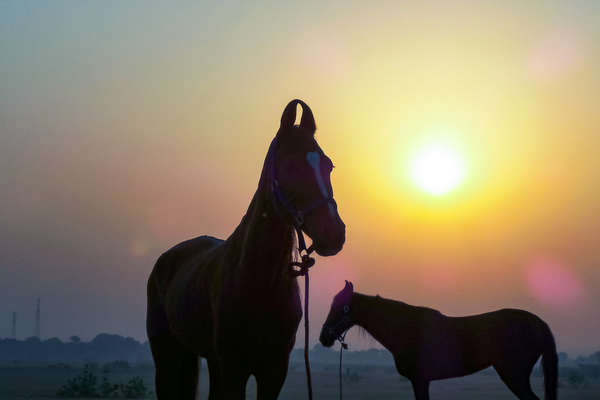 Chevaux du Rajasthan