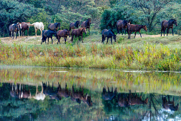 Chevaux en Afrique du Sud