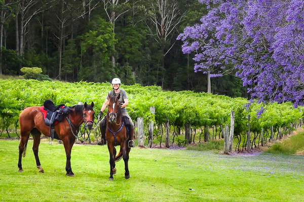 Chevaux en Australie