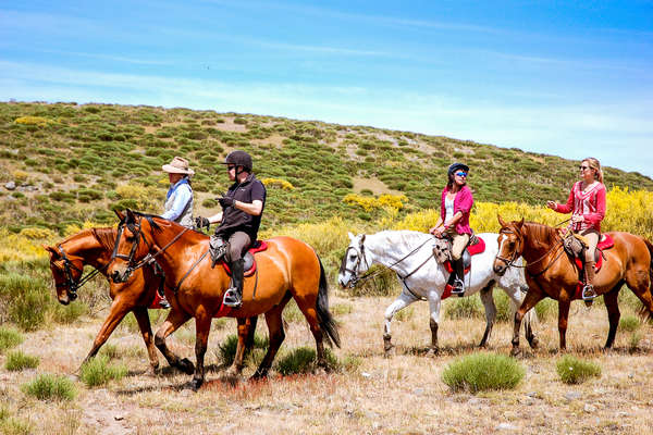 Chevaux en Castille