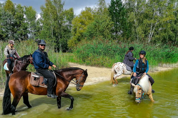 Chevaux en Champagne