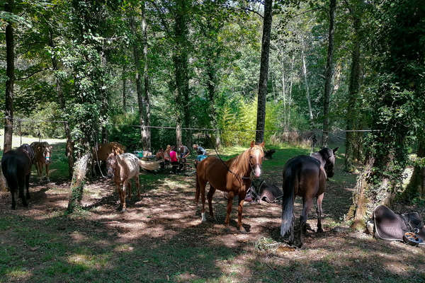 Chevaux en Champagne