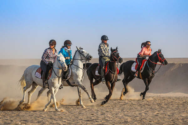 Chevaux en Egypte