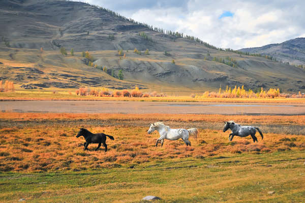 Chevaux en été dans l'Altaï