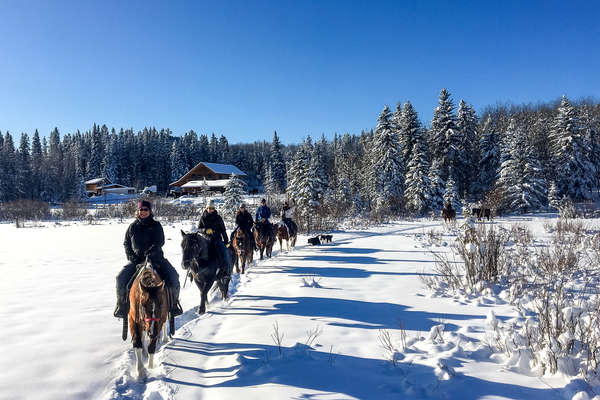 Chevaux en hiver au Canada