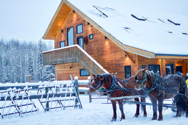 Chevaux en hiver au Canada