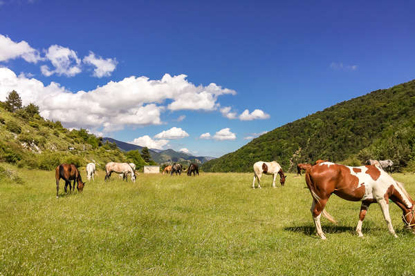 Chevaux en Ligurie