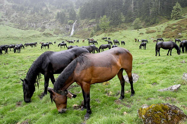 Midi-Pyrénées et chevaux