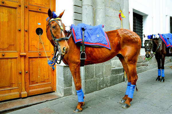 Chevaux en parade en Équateur