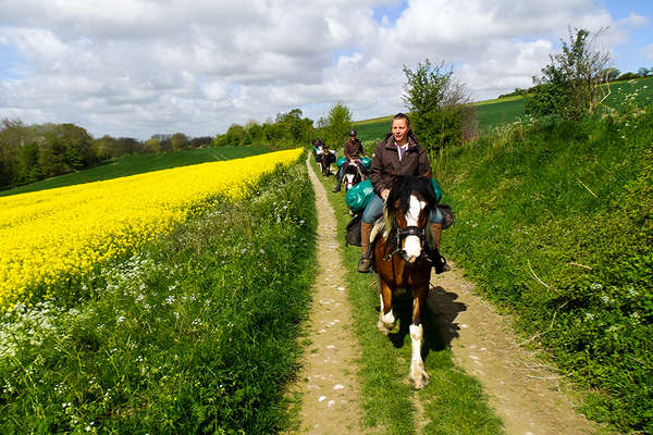 Chevaux en Picardie