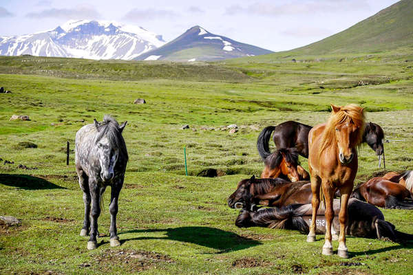 Chevaux en pleine nature islandaise