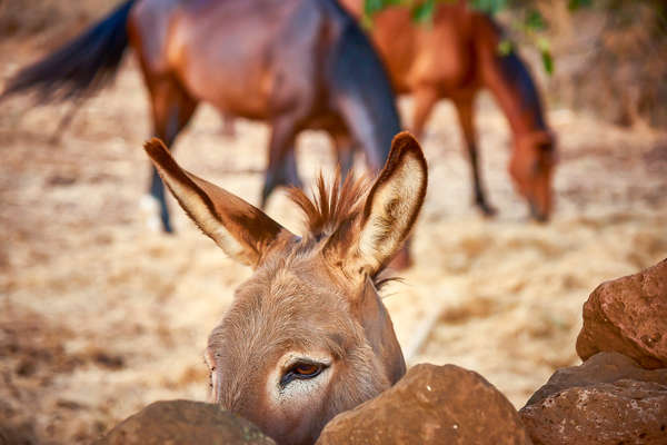 Chevaux en Sardaigne