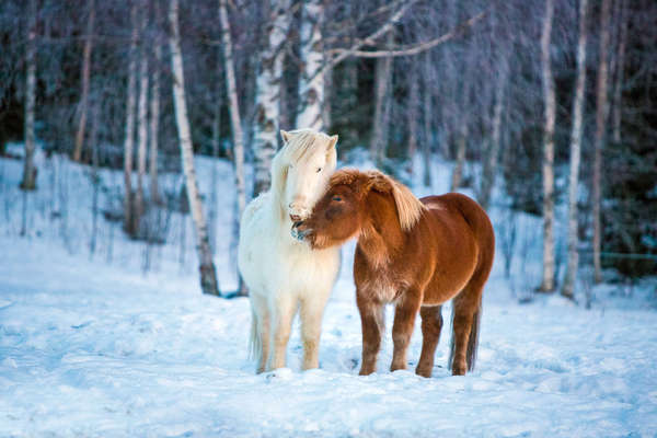 Chevaux en Suède