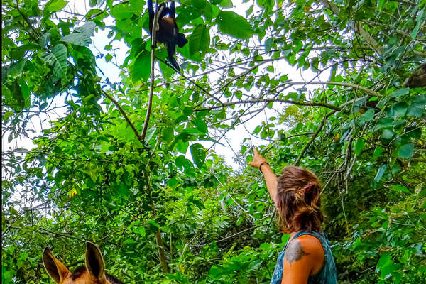 Chevaux et animaux sauvages au Costa Rica