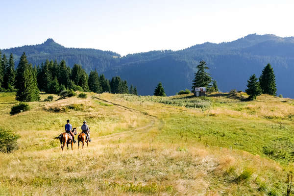 Chevaux et paysage