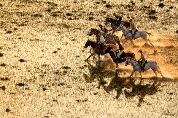 chevaux galopant dans le delta de l'okavango