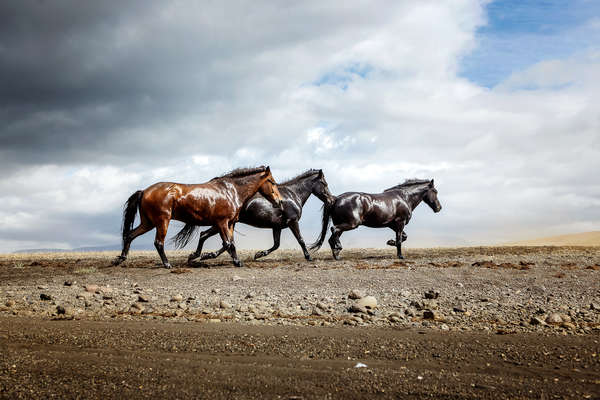 Chevaux islandais