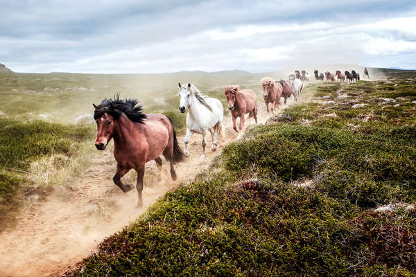 Chevaux islandais