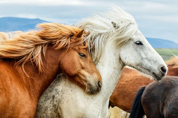 Chevaux islandais