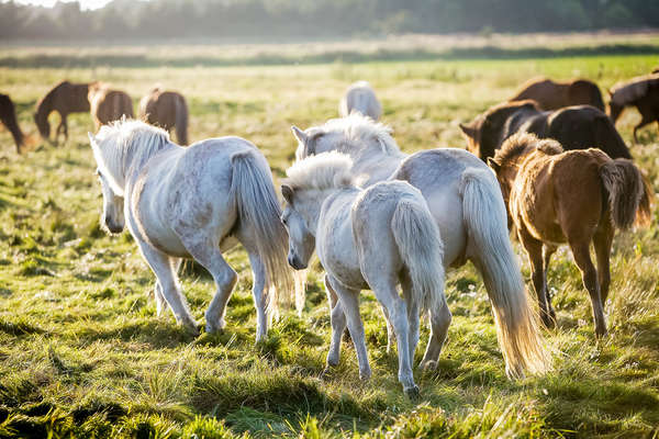 Chevaux islandais au Danemark