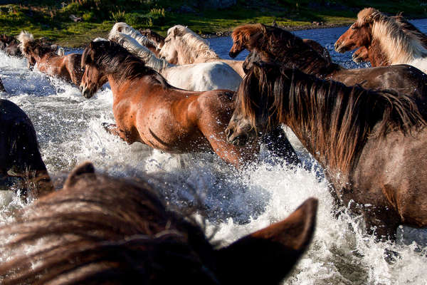 Chevaux islandais en liberté