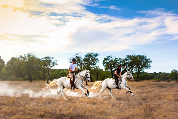 Chevaux lusitaniens au galop