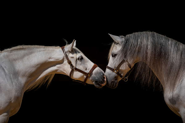 Chevaux lusitaniens  en Espagne