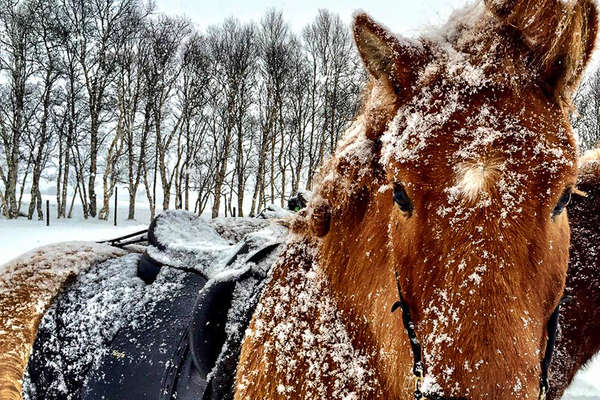 Randonnée à cheval en hiver en Norvège