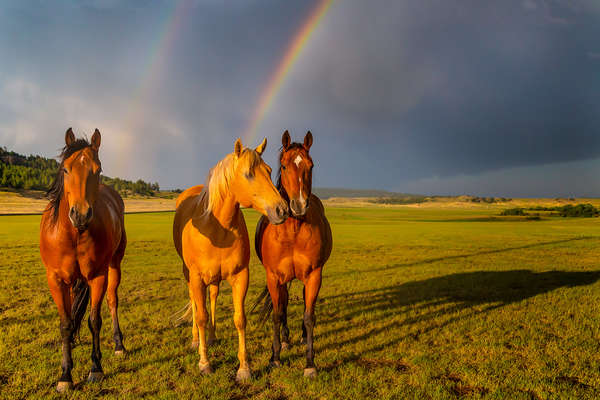 Chevaux sous l'arc-en-ciel