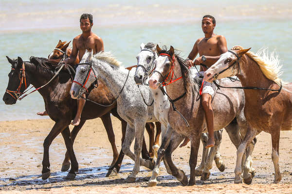 Chevaux sur la plage en Egypte