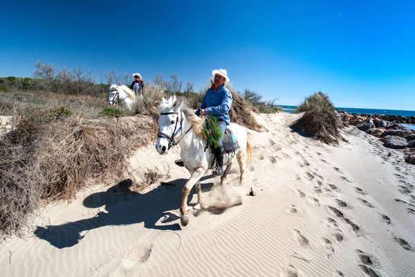 Chevaux sur les dunes de Camargue