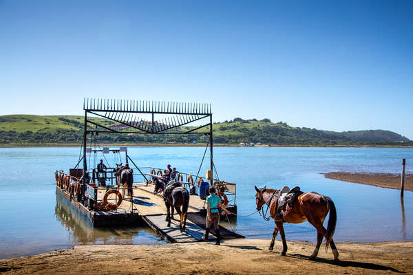 Chevaux sur un bac sur la Wild Coast