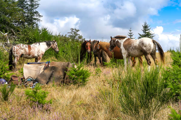 Conversation entre chevaux