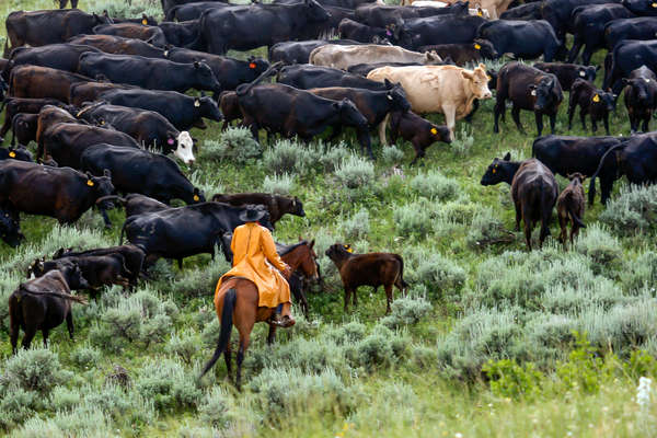 Convoyage à cheval dans le Montana