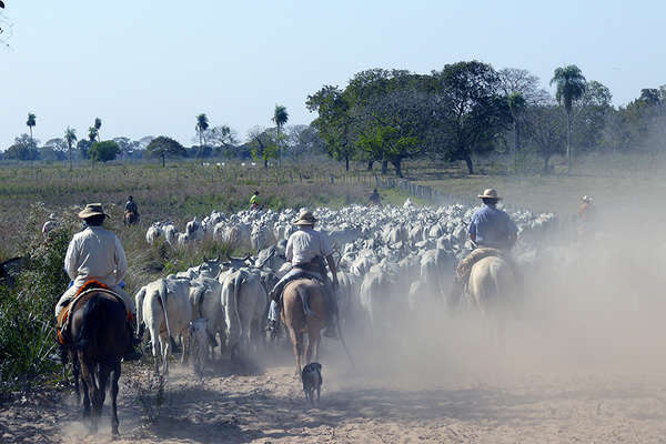 Cowboys au Brésil