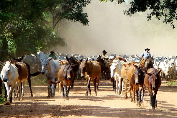 Séjour à cheval au Brésil avec les pantaneiros