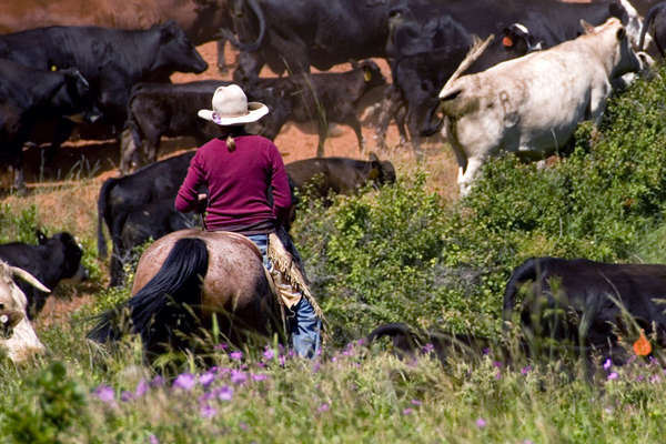 Bétail et cheval aux Etats-Unis